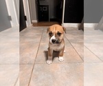 Puppy Peach Alaskan Husky-American Staffordshire Terrier Mix