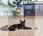 Small #2 Chihuahua