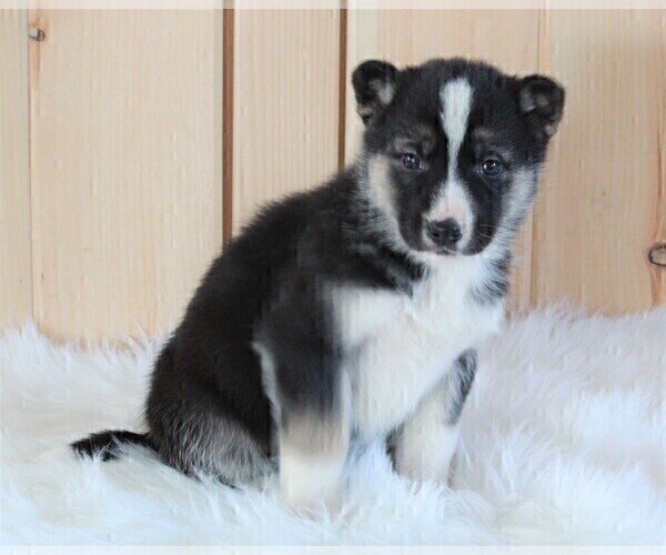 Medium Photo #4 German Shepherd Dog-Siberian Husky Mix Puppy For Sale in FREDERICKSBURG, OH, USA