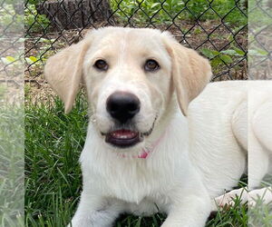 Mutt Dogs for adoption in Canton, CT, USA