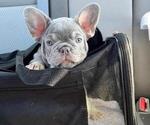 Puppy 3 French Bulldog