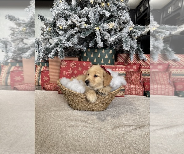Medium Photo #18 Golden Retriever Puppy For Sale in DAVENPORT, FL, USA