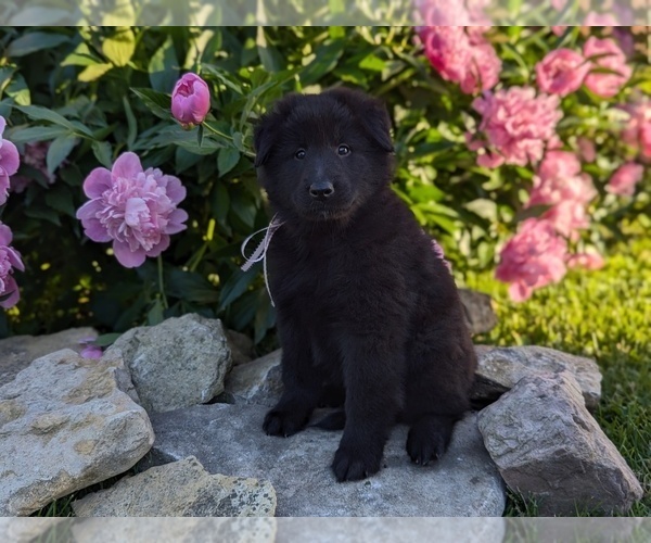 Medium Photo #13 Belgian Sheepdog Puppy For Sale in HAMILTON, MO, USA