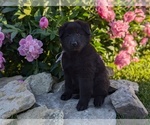 Small #12 Belgian Sheepdog