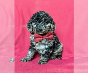 Goldendoodle-Poodle (Toy) Mix Puppy for sale in QUARRYVILLE, PA, USA