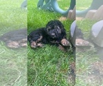 Small Photo #5 Aussiedoodle Miniature  Puppy For Sale in COMMERCE, MI, USA