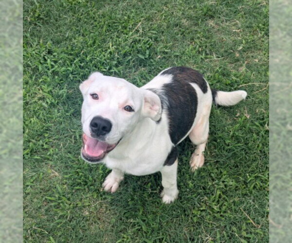 Medium Photo #2 Mutt Puppy For Sale in Texas City, TX, USA