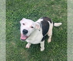 Small Photo #2 Mutt Puppy For Sale in Texas City, TX, USA