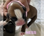 Puppy Ness Boxer