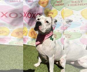 Mutt Dogs for adoption in Pompano Beach , FL, USA