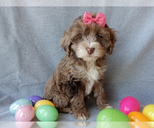 Cockapoo Puppy for sale in MILLERSBURG, OH, USA
