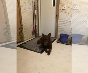 Mother of the German Shepherd Dog puppies born on 11/10/2025