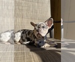 Small #3 French Bulldog
