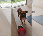 Small #3 Boxer
