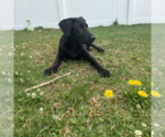 Small #5 German Shepherd Dog Mix