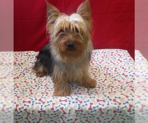 Yorkshire Terrier Puppy for sale in PATERSON, NJ, USA