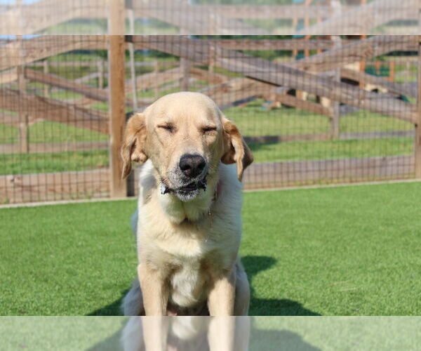 Medium Photo #7 Labrador Retriever Puppy For Sale in Chestertown, MD, USA