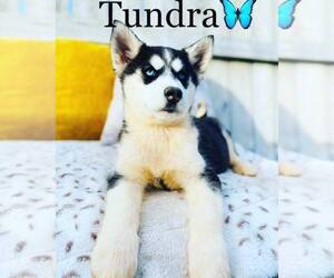 Siberian Husky Puppy for sale in ALGOOD, TN, USA