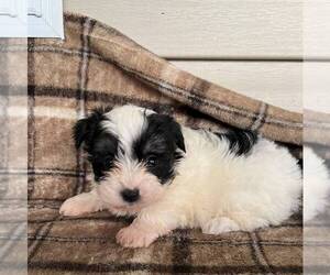 Morkie Puppy for sale in CHARLOTTE HALL, MD, USA