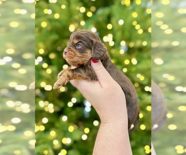 Medium Photo #4 Cavalier King Charles Spaniel Puppy For Sale in JACKSON, OH, USA