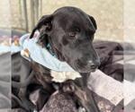 Small #2 Labrador Retriever Mix