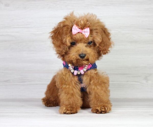 Medium Photo #22 Poodle (Miniature) Puppy For Sale in LAS VEGAS, NV, USA