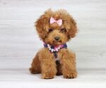 Small Photo #22 Poodle (Miniature) Puppy For Sale in LAS VEGAS, NV, USA