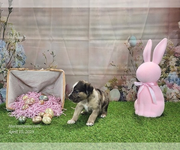 Medium Photo #3 Catahoula Leopard Dog Puppy For Sale in CUMBY, TX, USA