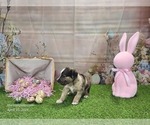 Small #2 Catahoula Leopard Dog