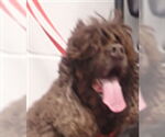 Small Cocker Spaniel