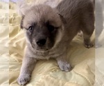 Small Photo #6 Pomsky Puppy For Sale in LOVELAND, CO, USA
