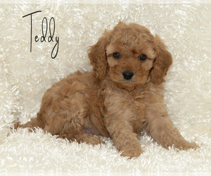 Goldendoodle (Miniature) Puppy for Sale in TOPEKA, Kansas USA