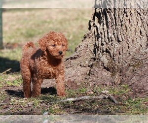 Goldendoodle Puppy for sale in BRIGHTON, MO, USA