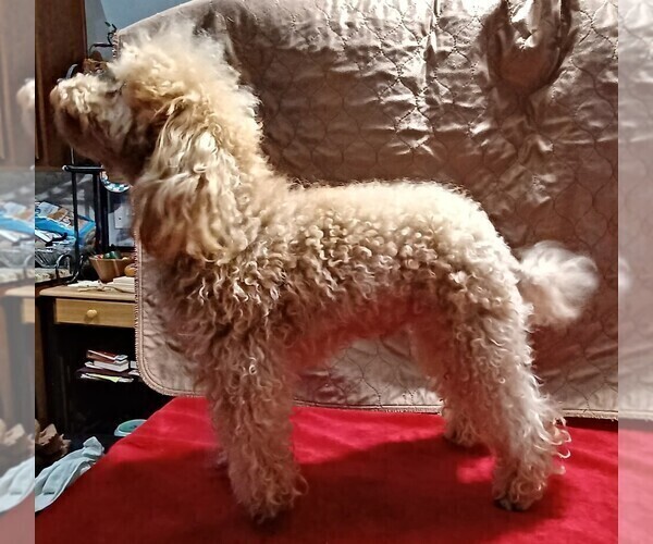 Medium Photo #2 Poodle (Toy) Puppy For Sale in SALUDA, SC, USA