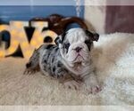 Small #1 English Bulldog