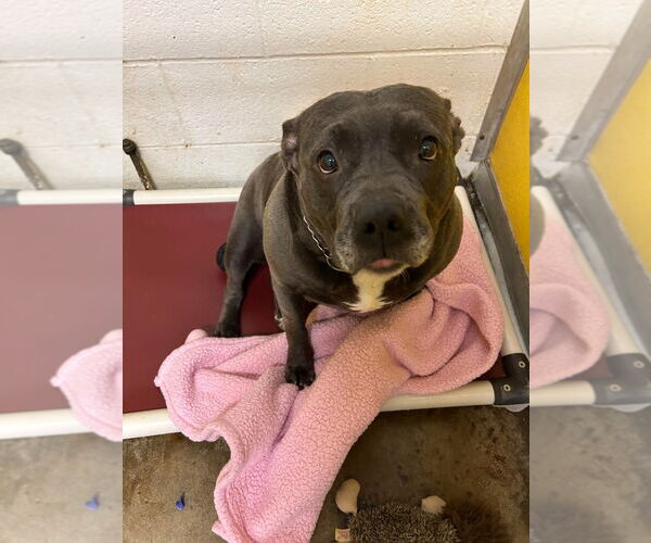 Medium Photo #4 American Pit Bull Terrier Puppy For Sale in Richmond, IN, USA