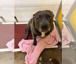 Small #3 American Pit Bull Terrier