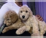 Small Photo #35 Double Doodle Puppy For Sale in TALLAHASSEE, FL, USA