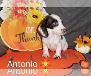 Dachshund Puppy for sale in DEBARY, FL, USA