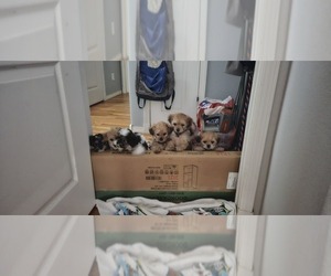 Yo-Chon Litter for sale in CHEYENNE, WY, USA