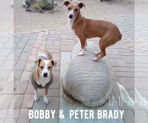 Peter Brady - Male Italian Greyhound-Jack Russell Terrier Mix Dog for Adoption - Photo #6