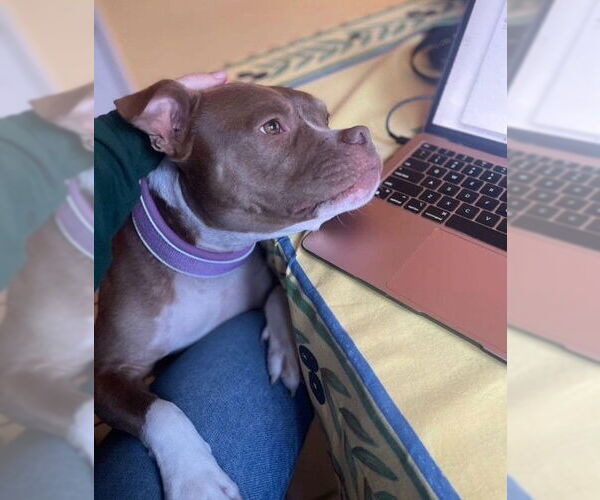 Medium Photo #3 American Pit Bull Terrier Puppy For Sale in Marina Del Rey, CA, USA