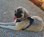 Small Photo #33 Anatolian Shepherd-Great Pyrenees Mix Puppy For Sale in AGOURA HILLS, CA, USA