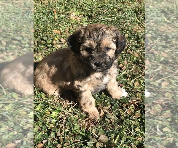 Medium Photo #5 Shih-Poo Puppy For Sale in BOWLING GREEN, KY, USA