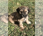 Small Photo #5 Shih-Poo Puppy For Sale in BOWLING GREEN, KY, USA