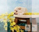 Small Photo #10 Pomeranian-Pomsky Mix Puppy For Sale in RAMSEY, MN, USA