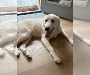 Keller - Male Great Pyrenees-Unknown Mix Dog for Adoption - Photo #3