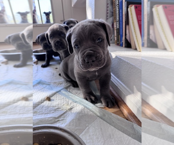 Medium Photo #1 Cane Corso Puppy For Sale in SUFFOLK, VA, USA
