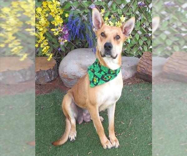 Medium Photo #1 Mutt Puppy For Sale in Oklahoma City, OK, USA