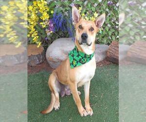 Mutt Dogs for adoption in Oklahoma City, OK, USA